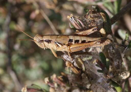 Слика од Melanoplus gracilipes Scudder & S. H. 1897