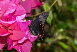 Image of <i>Papilio bianor thrasymedes</i>