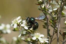 Plancia ëd Xylocopa aeratus (Smith 1851)