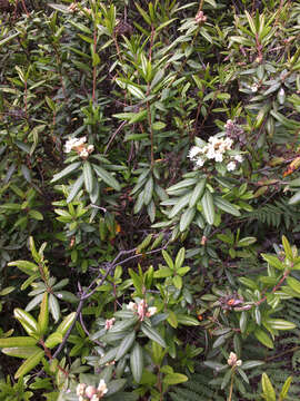 Image de Rhododendron columbianum (Piper) Harmaja