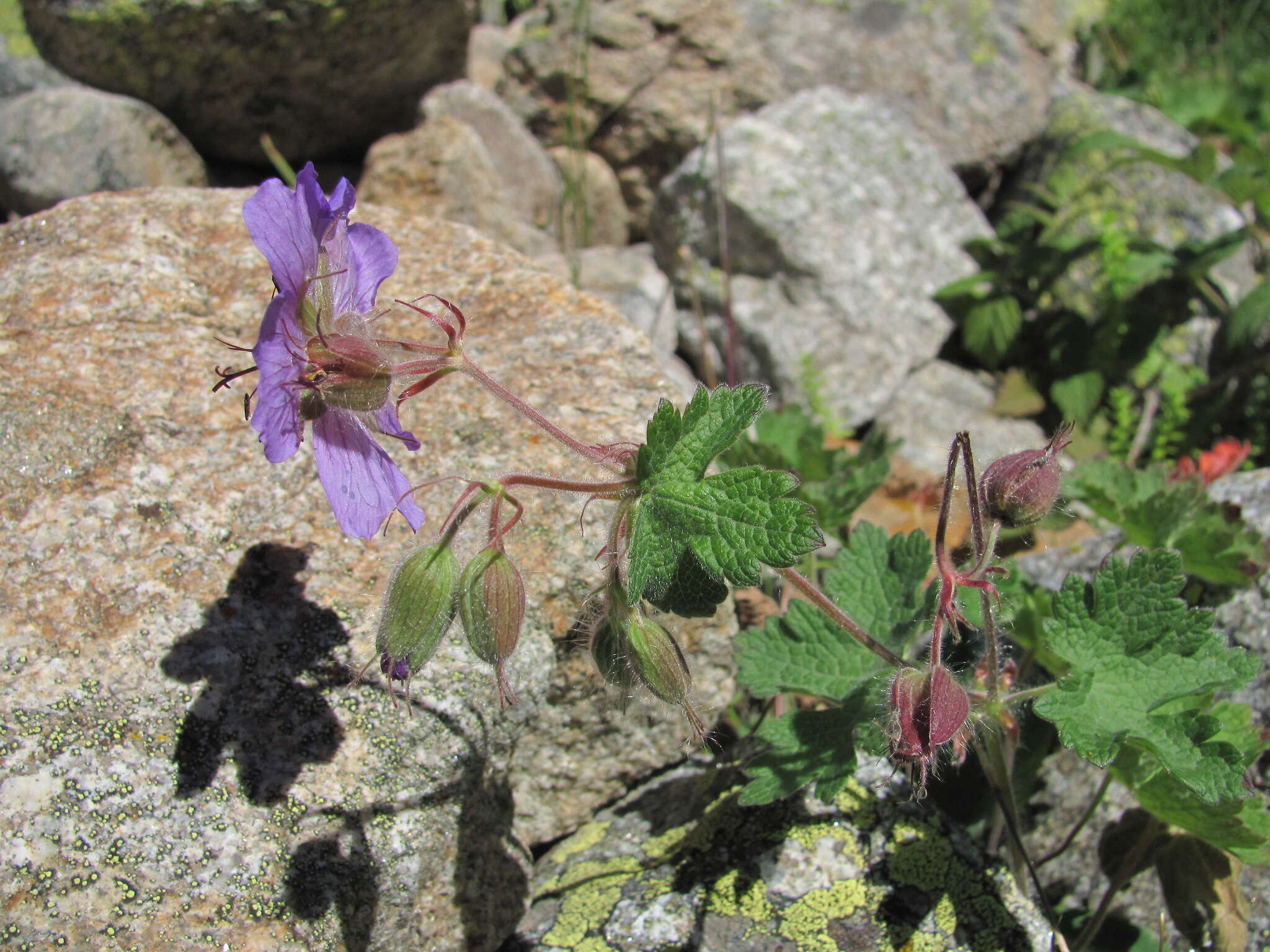 Image of Glandular Crane's-bill