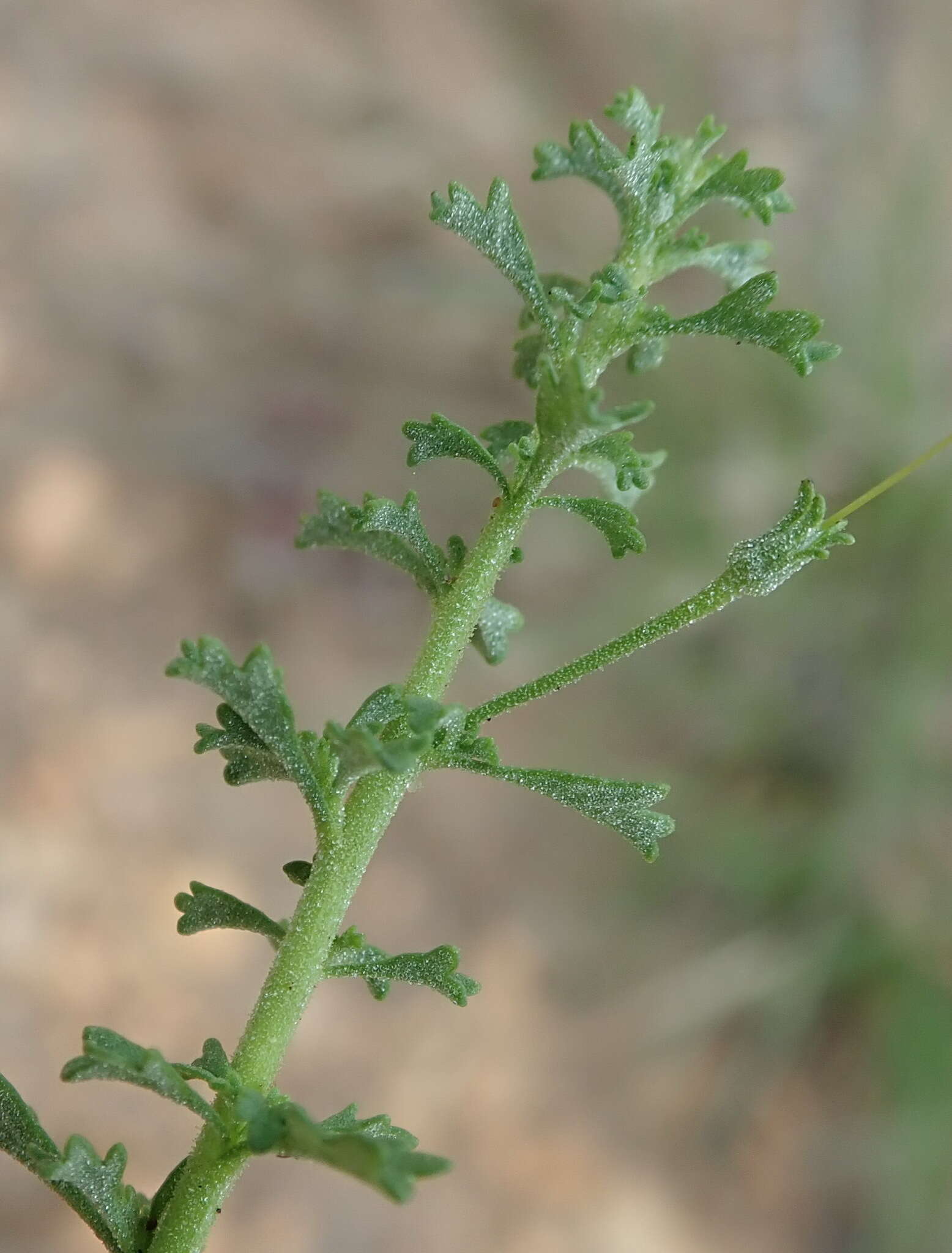 Image of Jamesbrittenia argentea (L. fil.) O. M. Hilliard