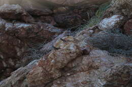 Image of Sandstone Shrike-thrush