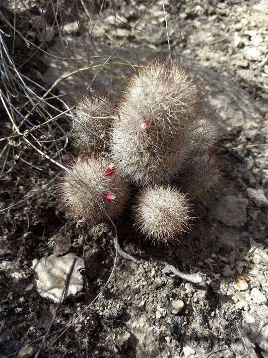 صورة Mammillaria pottsii Scheer ex Salm-Dyck