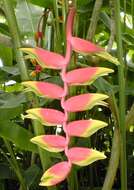 Image de Heliconia rostrata Ruiz & Pav.