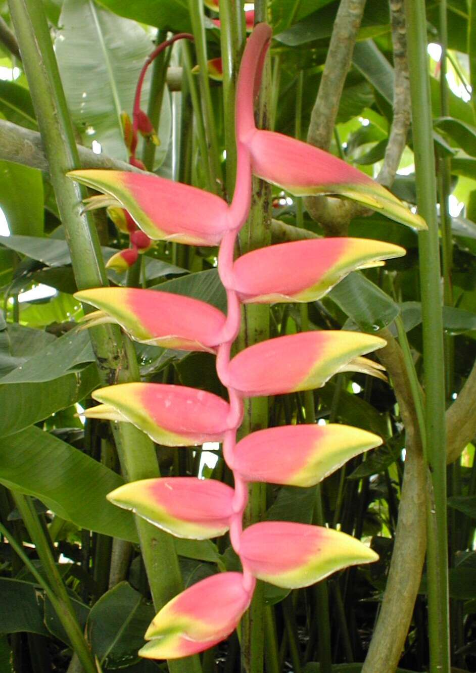 Image de Heliconia rostrata Ruiz & Pav.