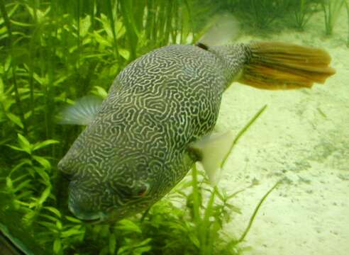 Image of Fresh Water Puffer Fish