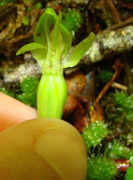 Imagem de Chiloglottis cornuta Hook. fil.