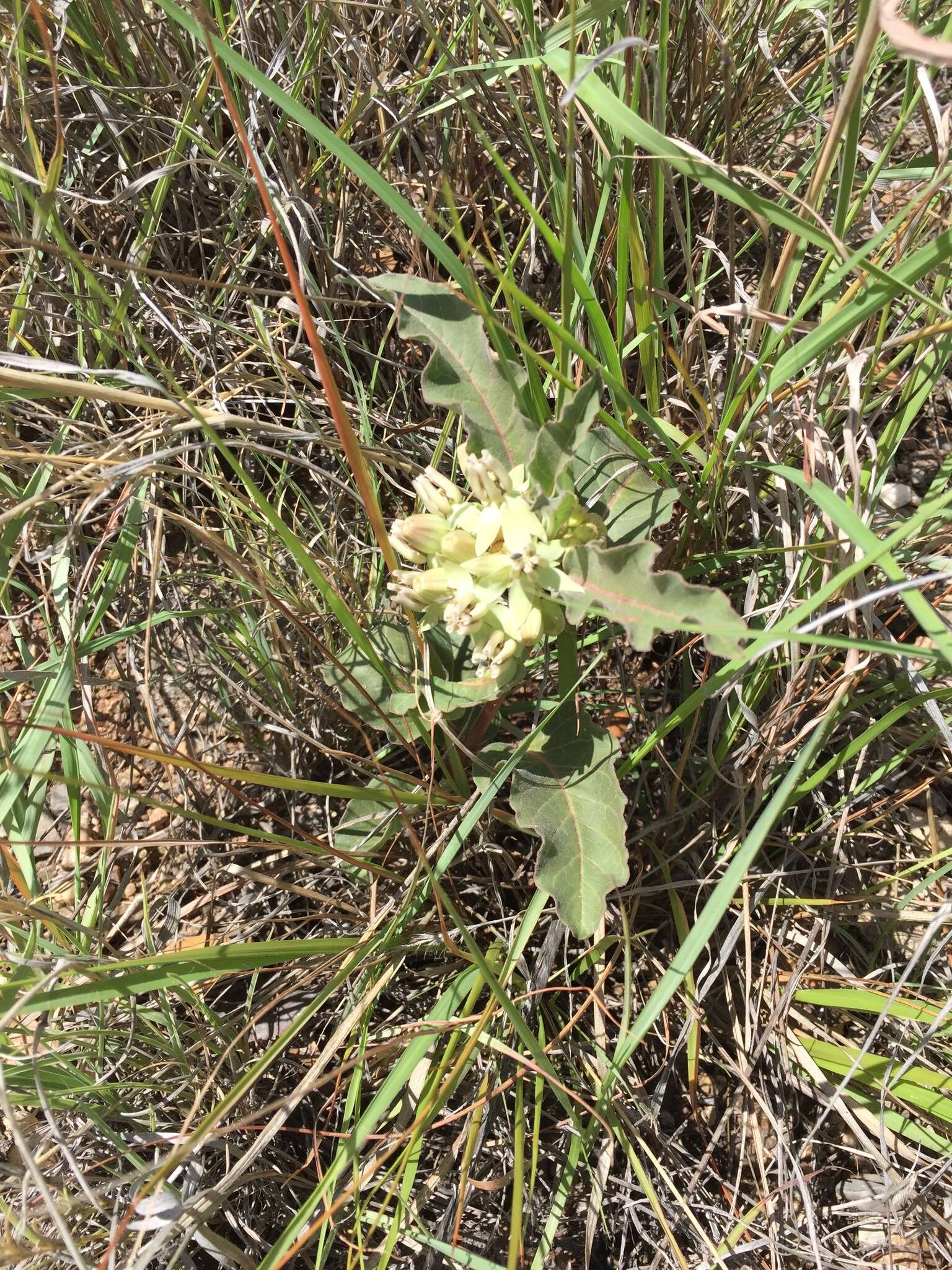 Image of Mojave milkweed