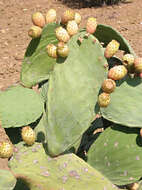 Imagem de Opuntia ficus-indica (L.) Mill.