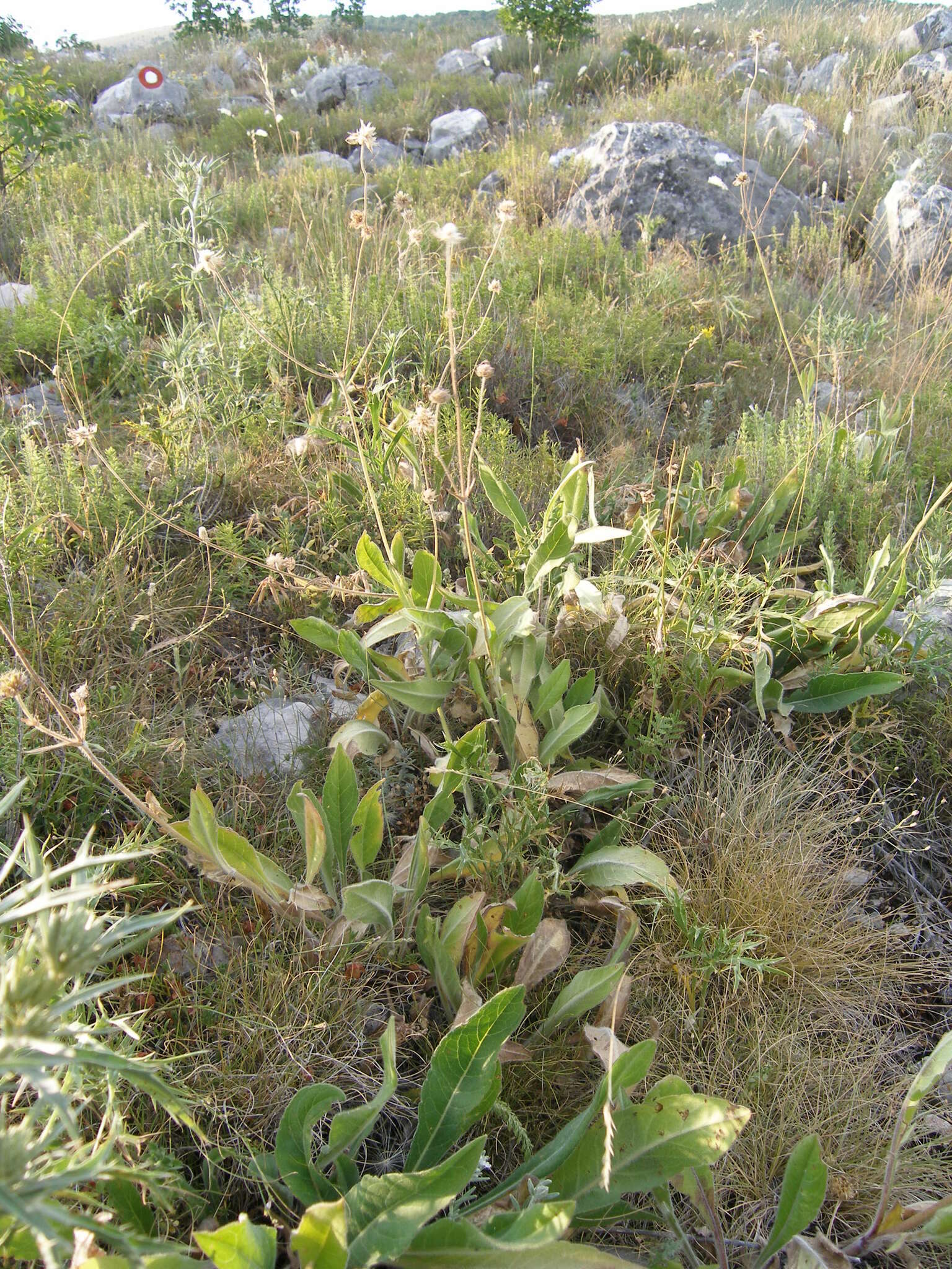 Image of Knautia dinarica (Murb.) Borbás