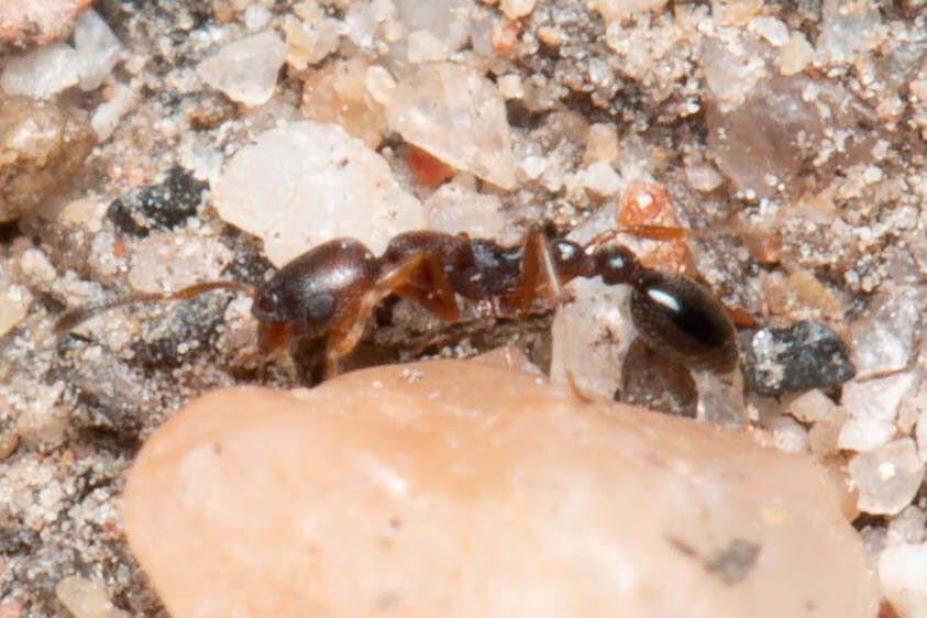 Image of Ant