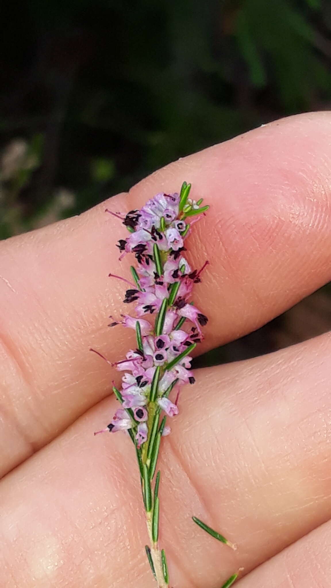 Image of Erica quadrifida (Benth.) E. G. H. Oliver