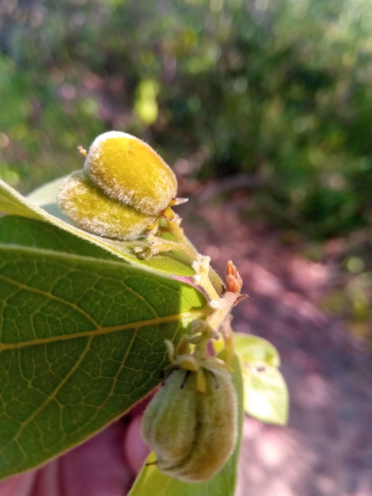 Imagem de Dichapetalum bojeri (Tul.) Engl.