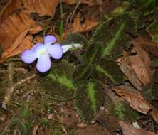 Image of Episcia lilacina Hanst.