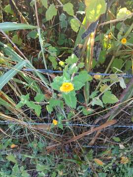 Image of tropical blazingstar