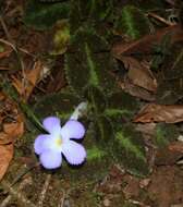 Image of Episcia lilacina Hanst.