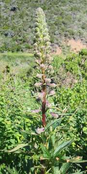 Image of California larkspur