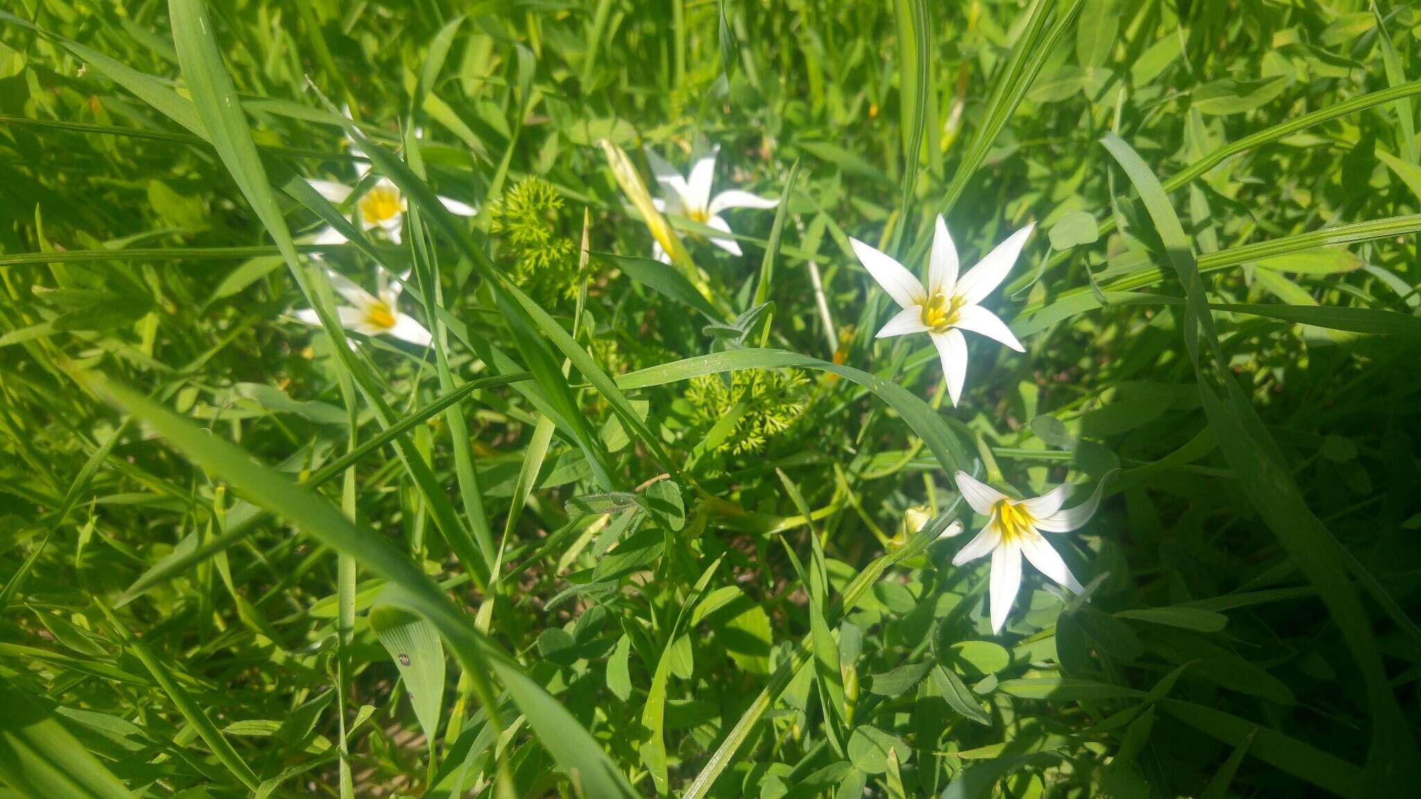 Image of crocus-leaved ROMULEA