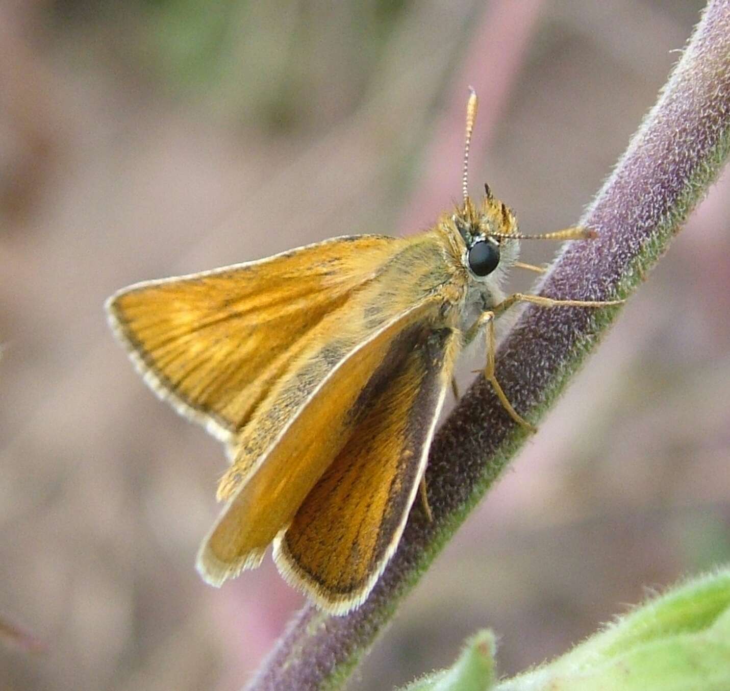 Image of lulworth skipper