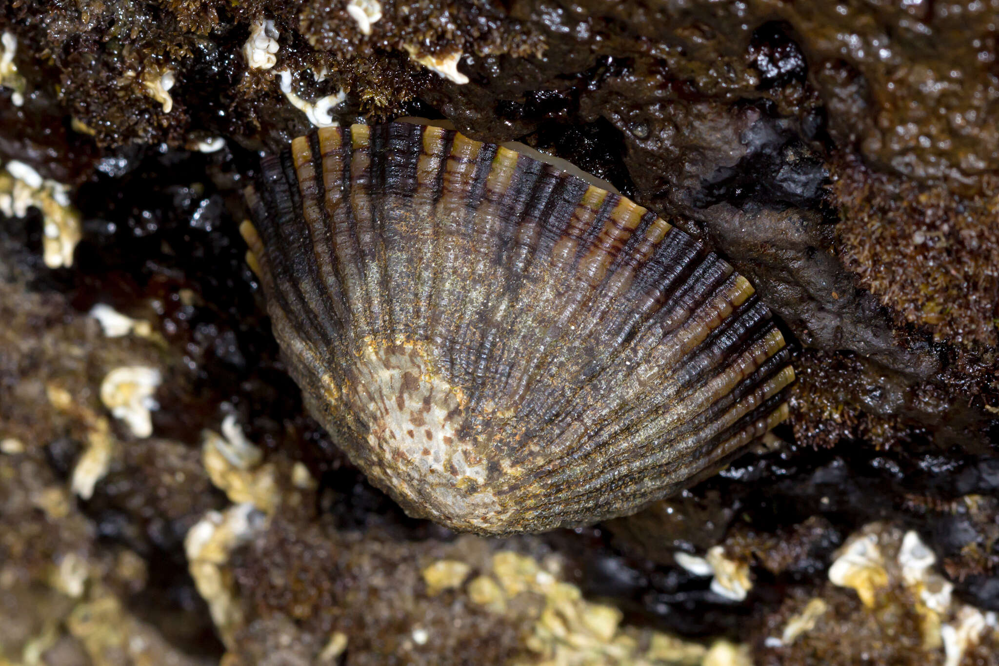 Image of Common Limpet