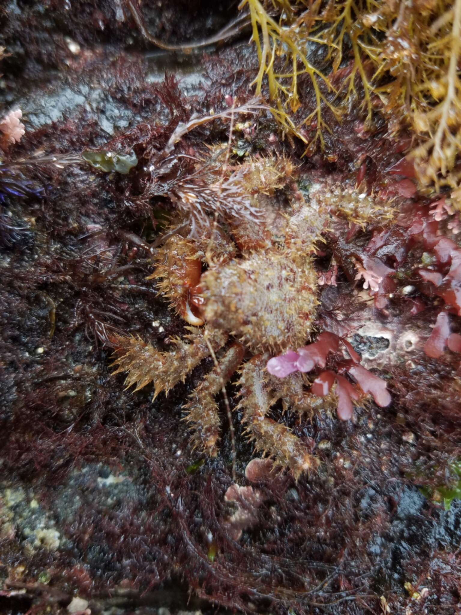 Image of hairy crab