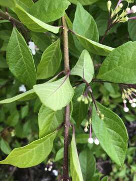 Image of Volkameria mollis (Kunth) Mabb. & Y. W. Yuan