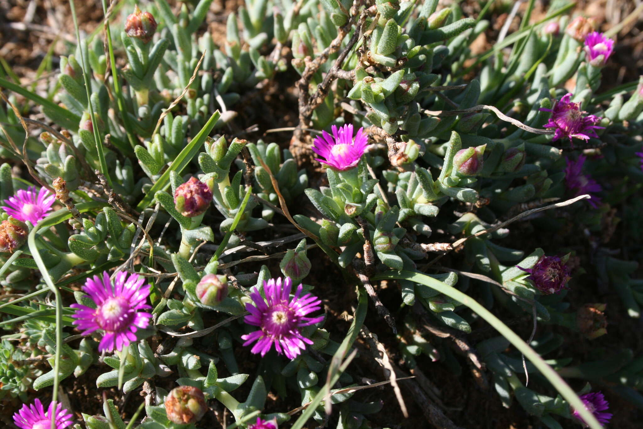 Image of Ruschia hamata (L. Bol.) Schwant.