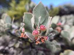 Image de Arctostaphylos canescens subsp. canescens