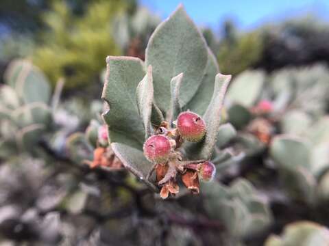 Image of hoary manzanita