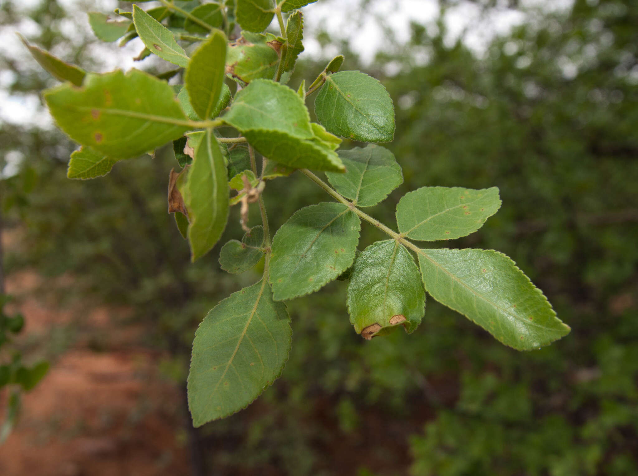 Image of Sand corkwood