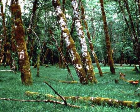 Image of Oregon Alder