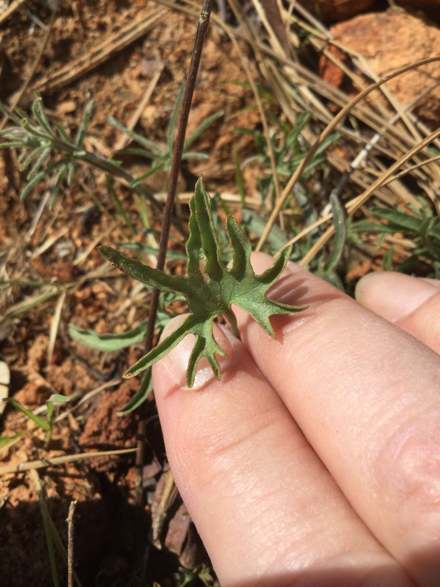 Image of Stebbins' false bindweed