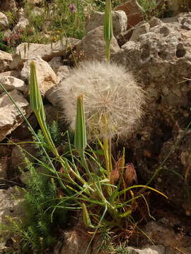 Image of Tragopogon porrifolius subsp. porrifolius