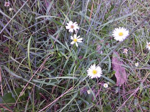 Image of Brachyscome graminea (Labill.) F. Müll.