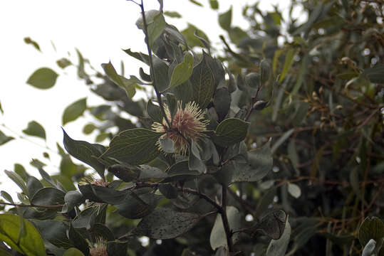 Imagem de Hakea petiolaris Meissn.