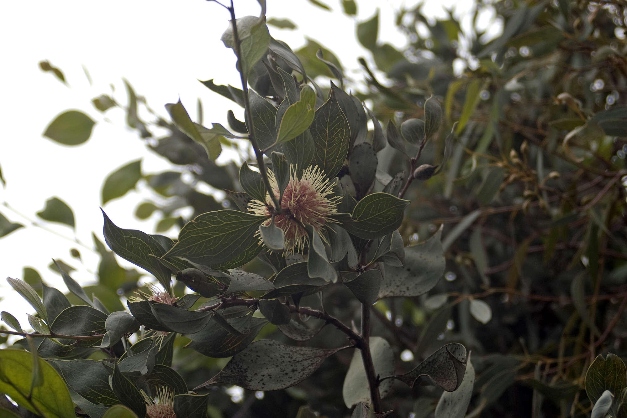 Imagem de Hakea petiolaris Meissn.