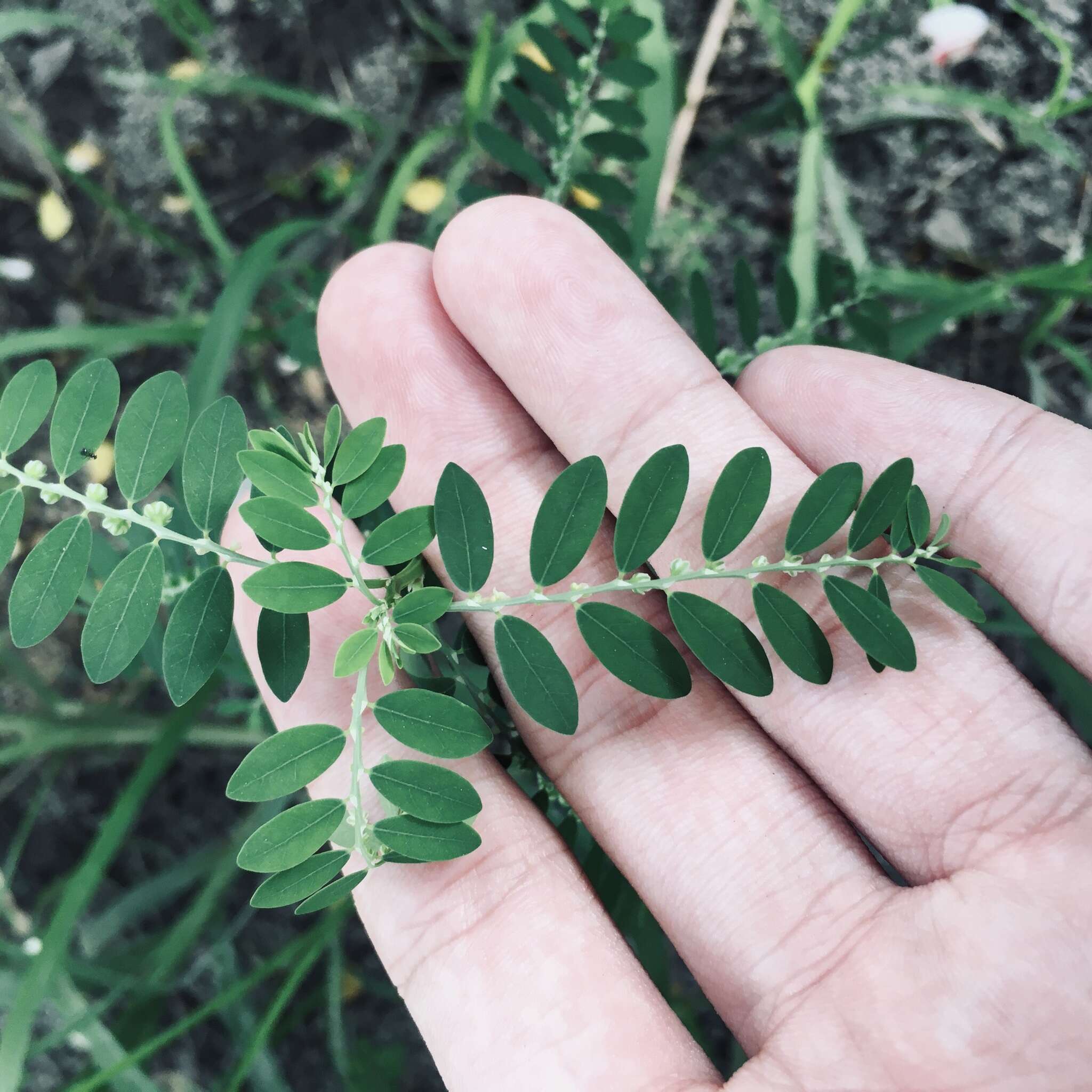 Image de Phyllanthus debilis J. G. Klein ex Willd.