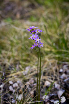 Image of erect primrose