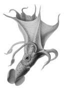 Image of umbrella squid