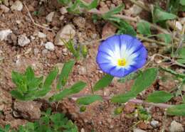 Image of Dwarf Morning Glory