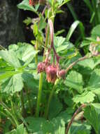 Image of Water Avens