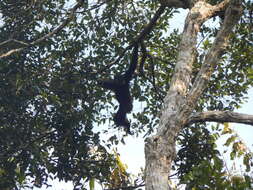 Image of Agile Gibbon