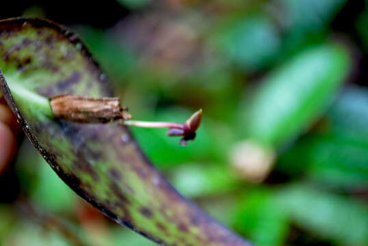 Image of Pleurothallis peculiaris Luer