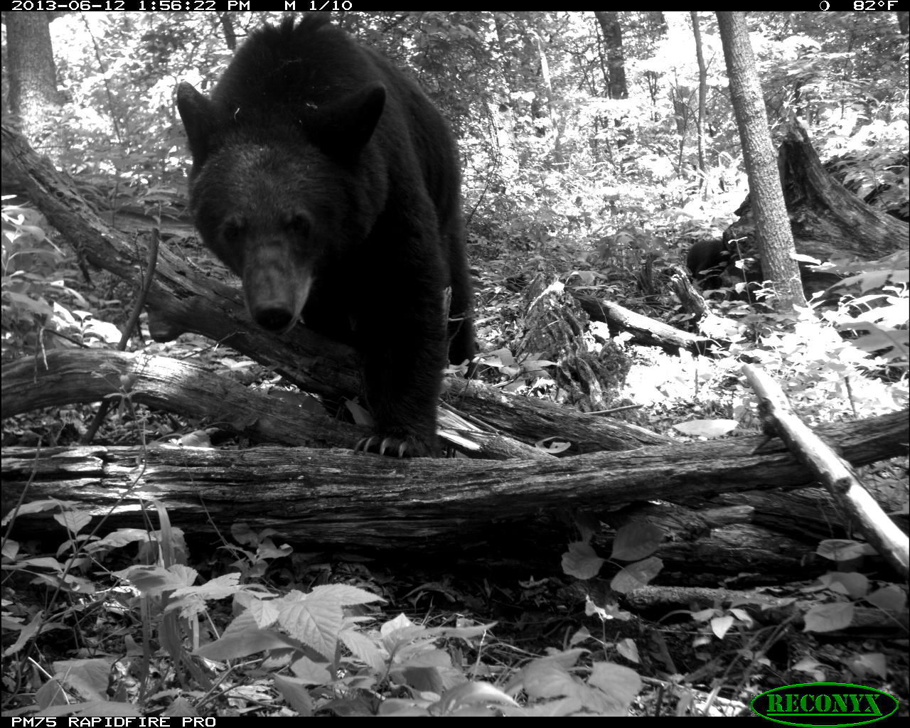 Image of American Black Bear