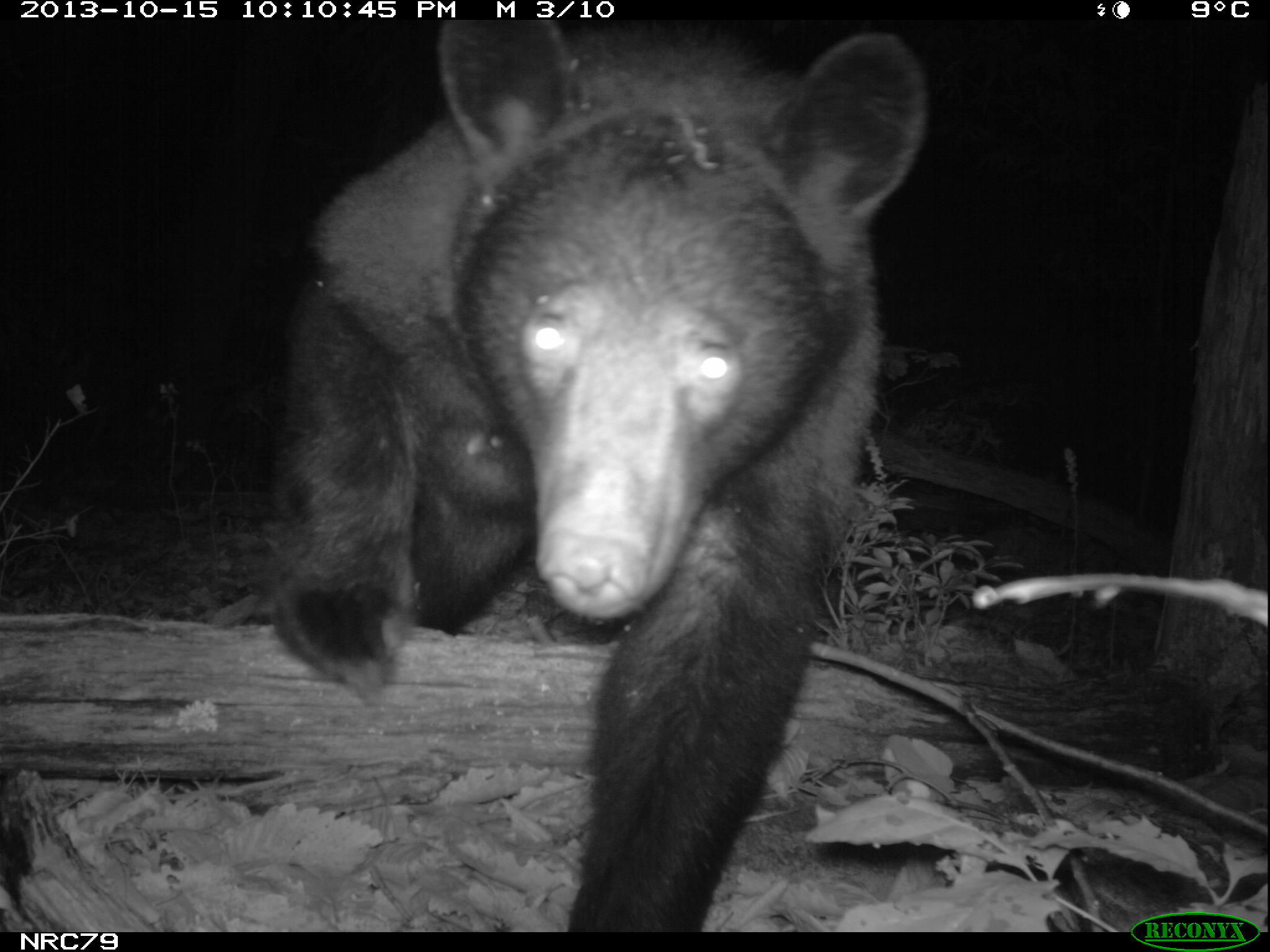 Image of American Black Bear