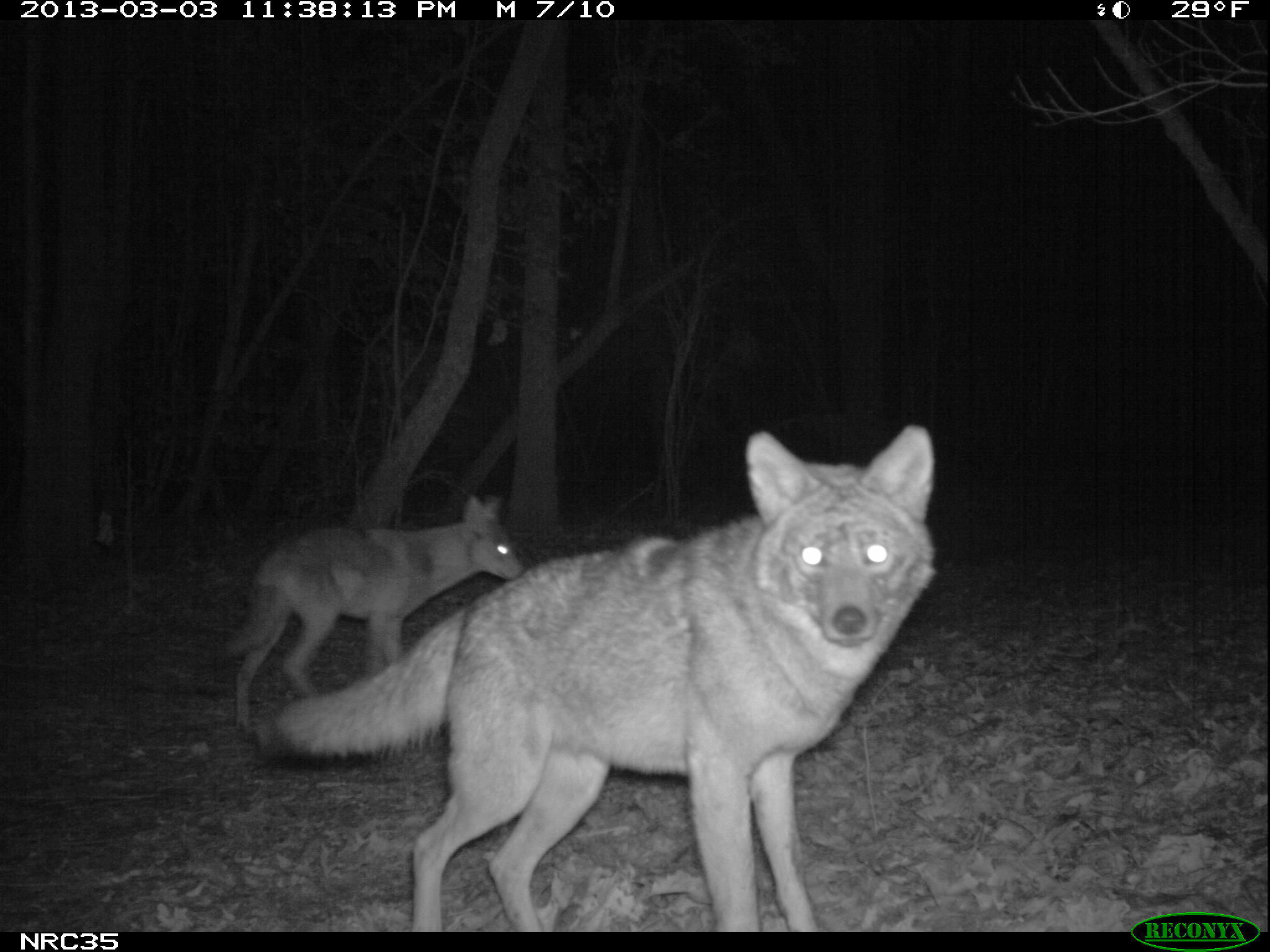 Image of American jackal