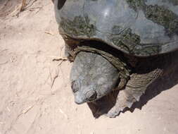 Image of Yucatán Snapping Turtle