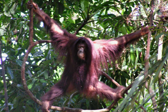 Image of Pongo pygmaeus morio (Owen 1837)