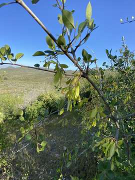 Image of California ash